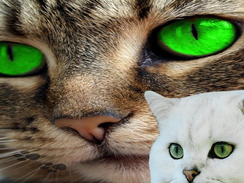 Close-up of Cat Faces