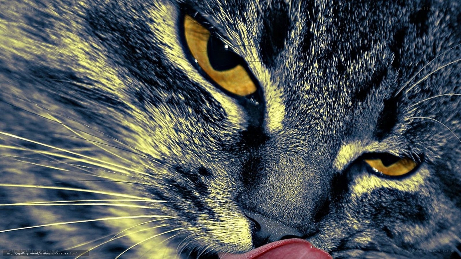 close-up of cat licking