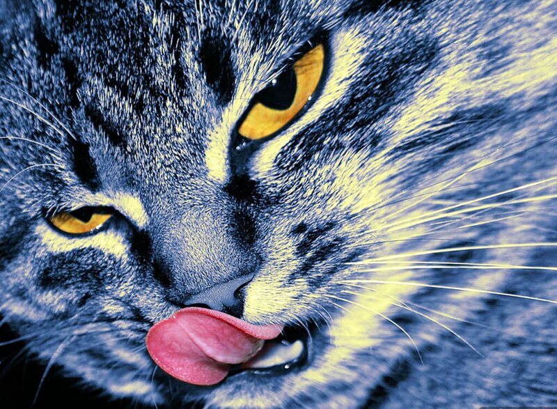 Close-up of Cat Licking — Blue