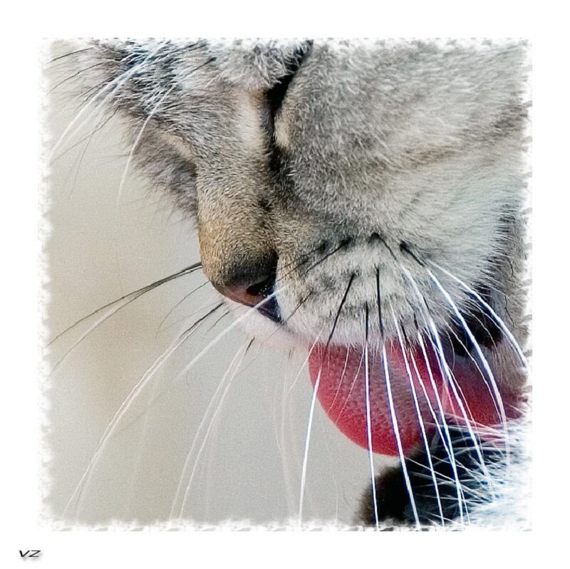 Close-up of Cat Licking — Gray