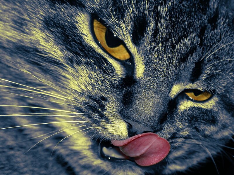 close-up of cat licking nose