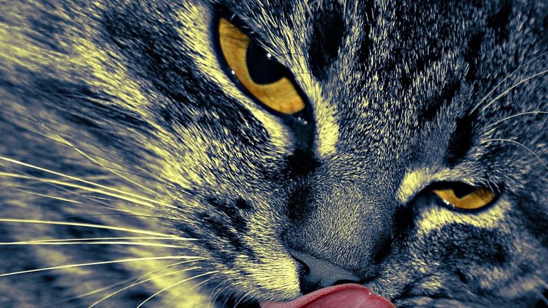 close-up of cat licking nose