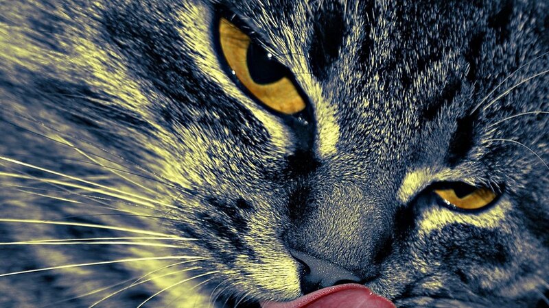 close-up of cat licking