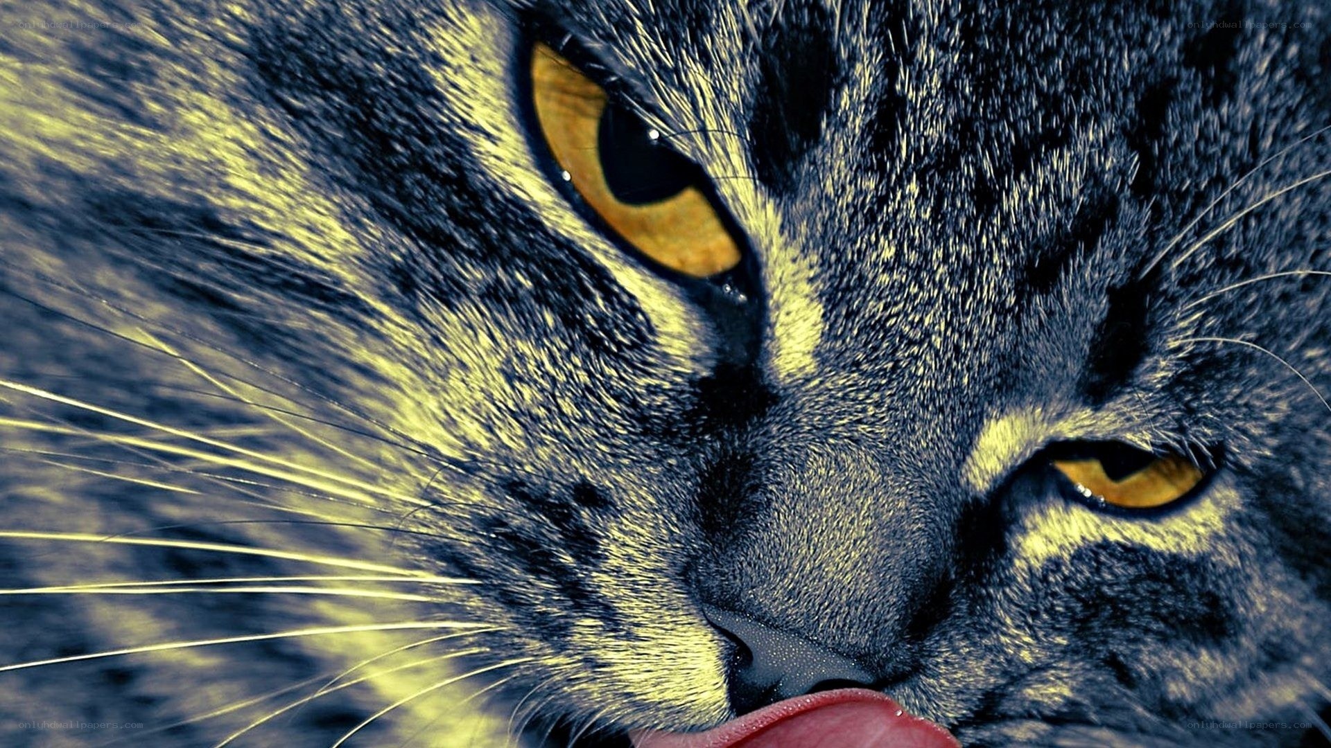 close-up of cat licking