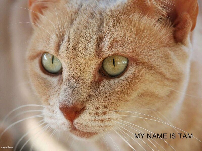 close-up of cat named Tam