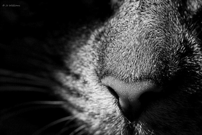 Close-up of Cat Nose — Black