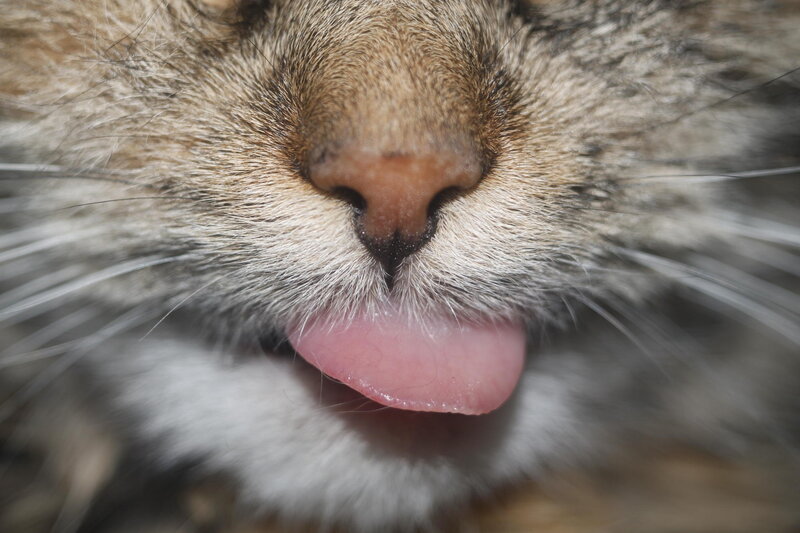 Close-up of Cat Nose — Brown, Calm, Photograph