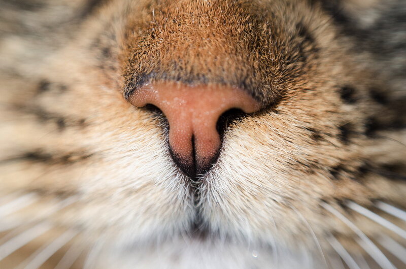 Close-up of Cat Nose — Brown, Calm