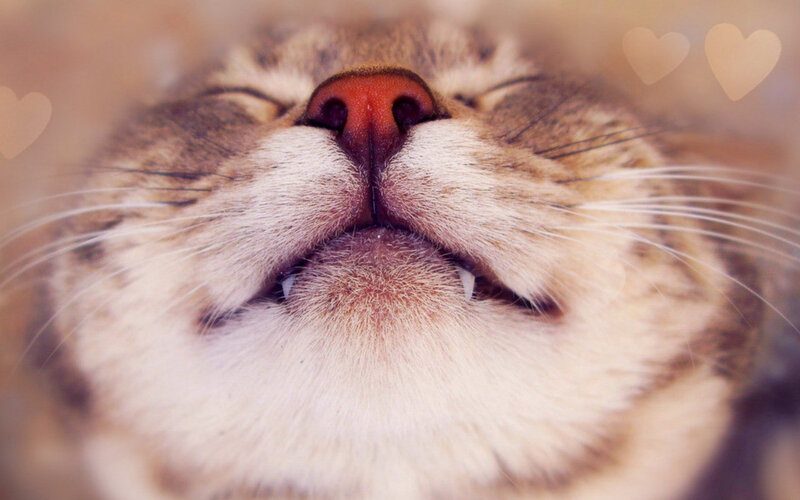 Close-up of Cat Nose — Brown, Peaceful