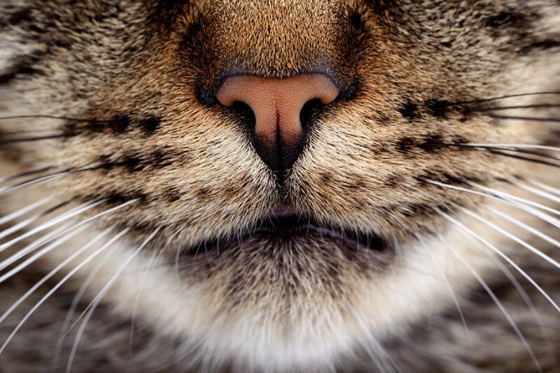 Close-up of Cat Nose — Brown