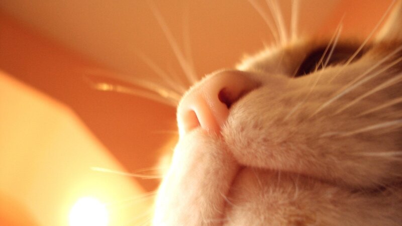 Close-up of Cat Nose — Orange, Warm