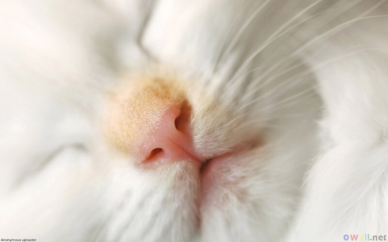 Close-up of Cat Nose
