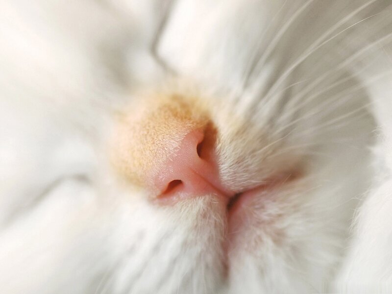Close-up of Cat Nose — White, Calm