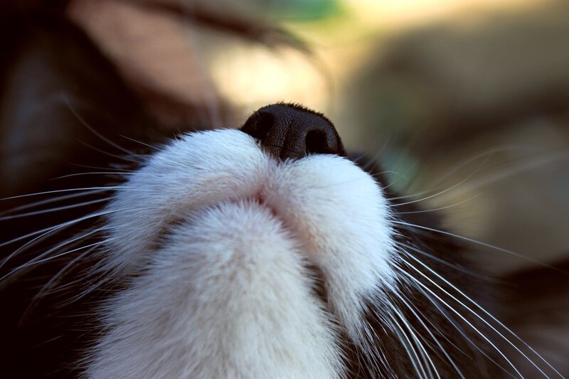 Close-up of Cat Nose — White