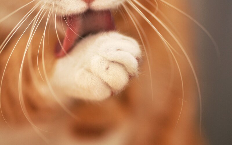 Close-up of Cat Paw