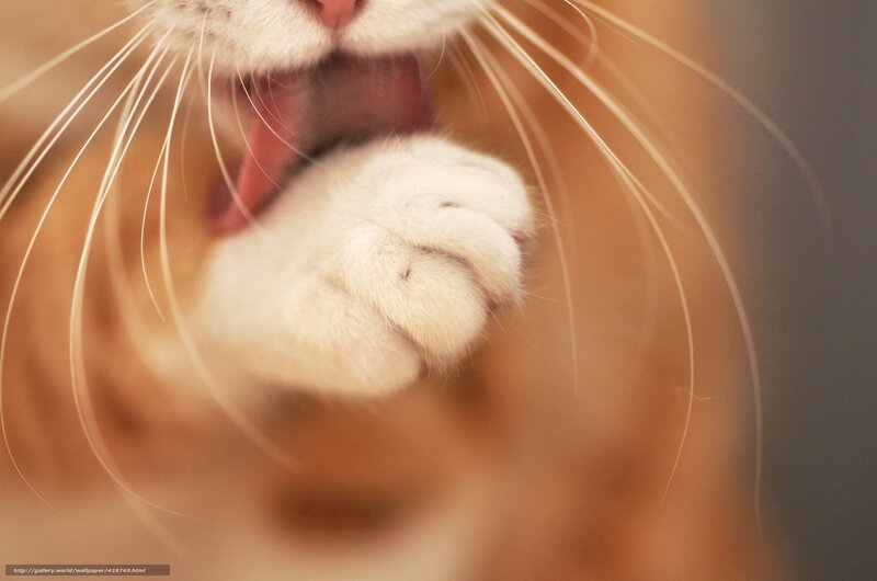 Close-up of Cat Paw — White