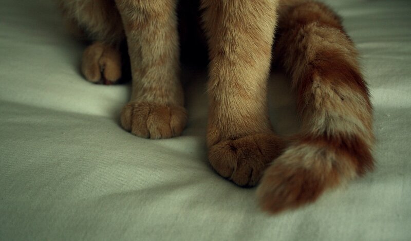 close-up of cat paws