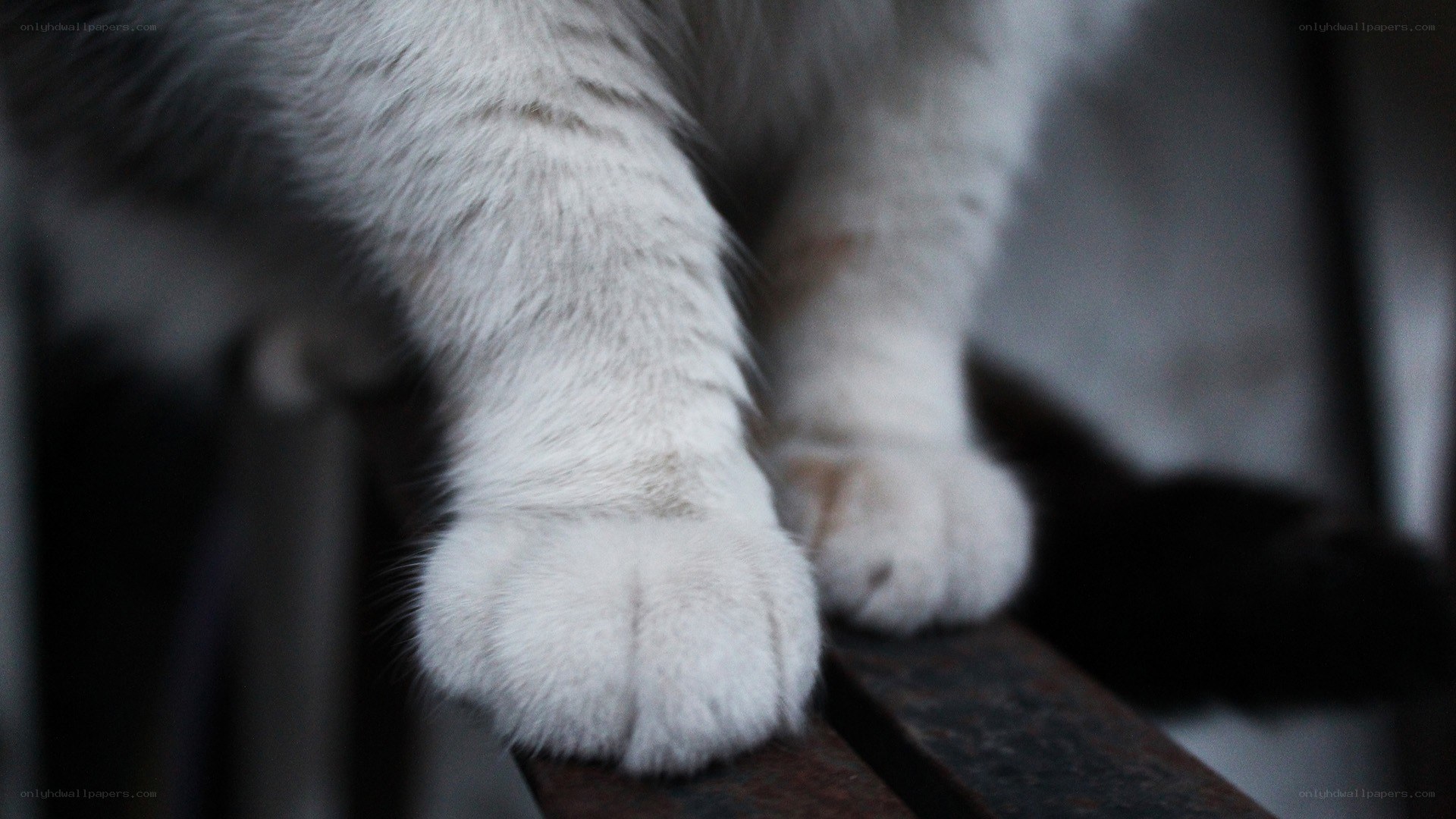 close-up of cat paws