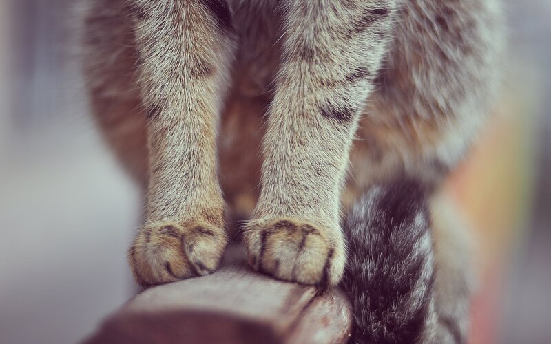 close-up of cat paws