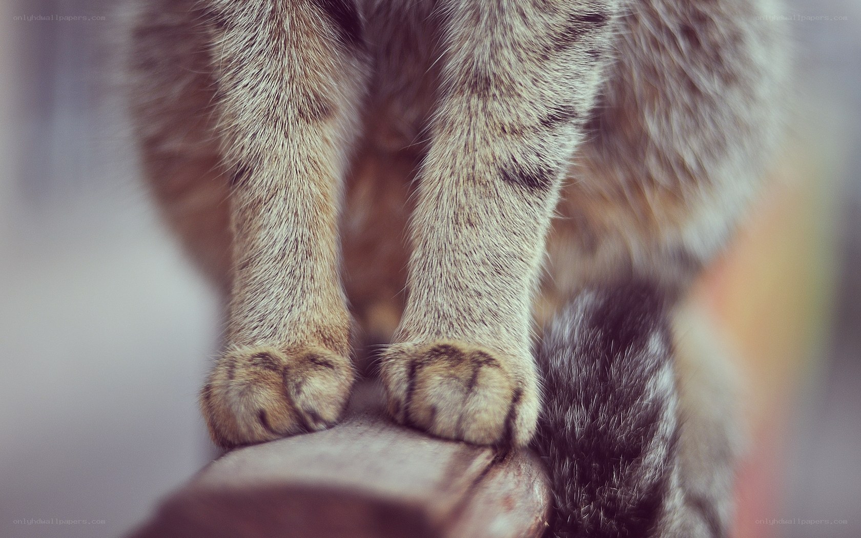 close-up of cat paws