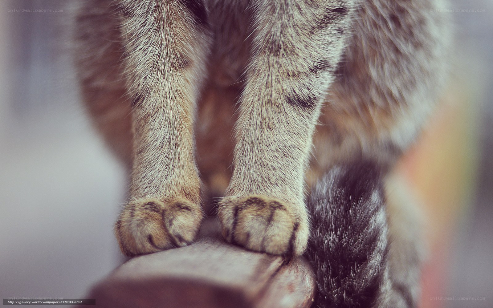 Close-up of cat paws