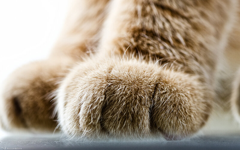 Close-up of Cat Paws — Brown