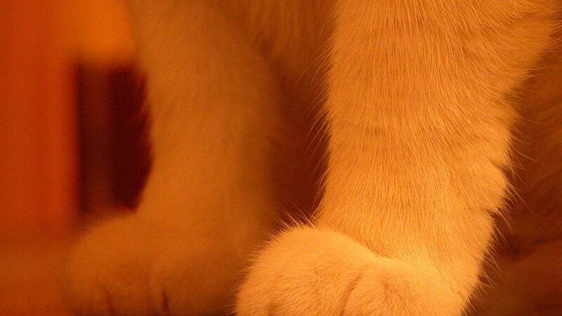 Close-up of Cat Paws — Orange