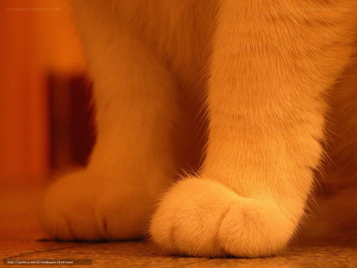 close-up of cat paws