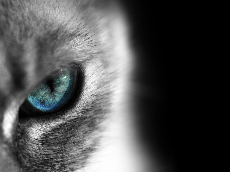 close-up of cat's blue eye