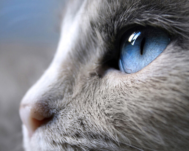 close-up of cat's blue eye