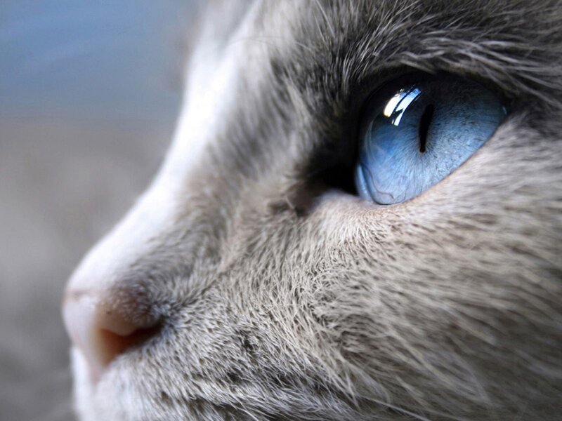 close-up of cat's blue eye
