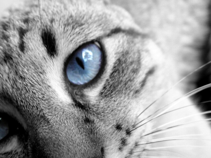 close-up of cat's blue eye