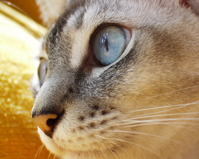 close-up of cat's blue eye