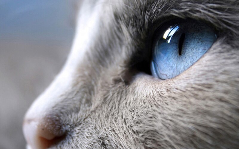 close-up of cat's blue eye