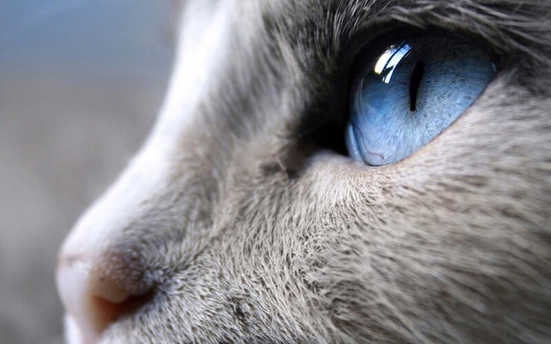 close-up of cat's blue eye