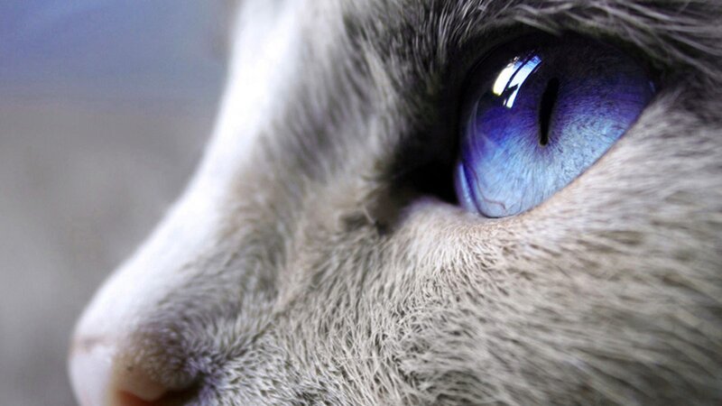 close-up of cat's blue eye