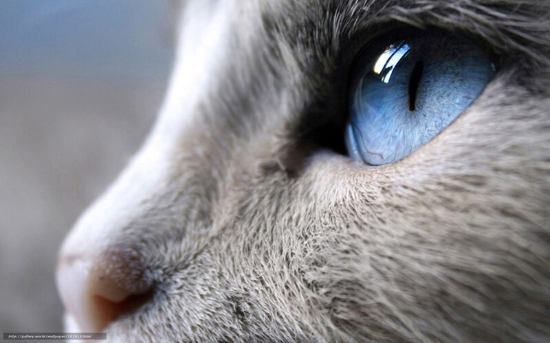 close-up of cat's blue eye