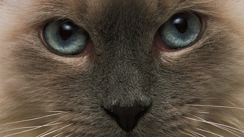 close-up of cat's blue eyes