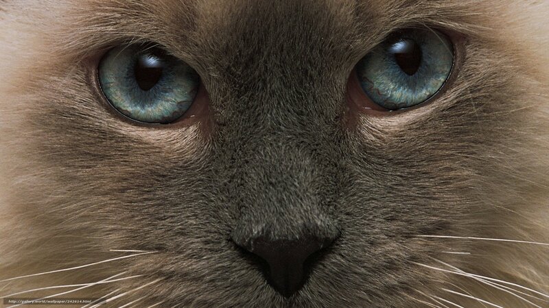 close-up of cat's blue eyes