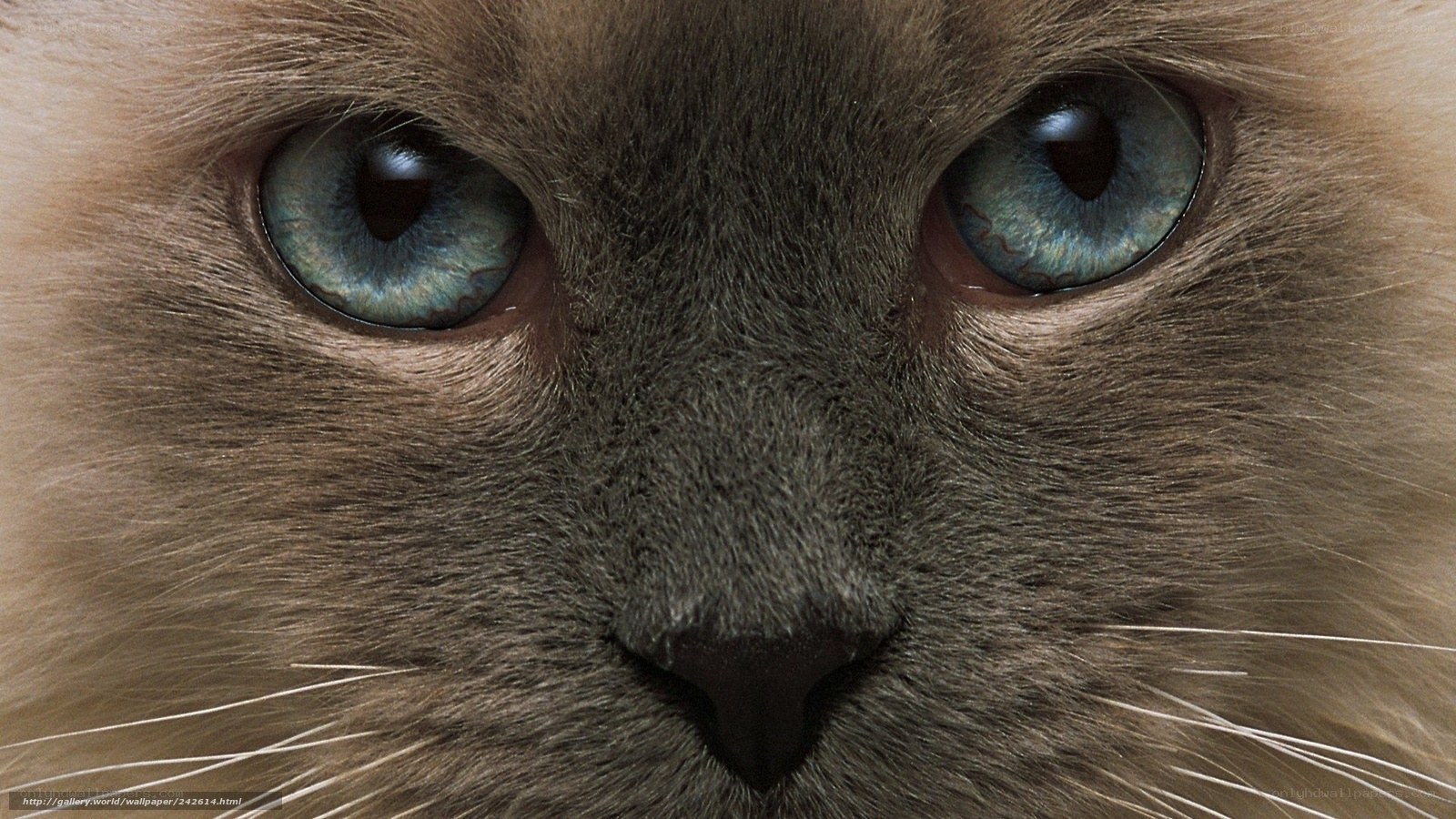 close-up of cat's blue eyes