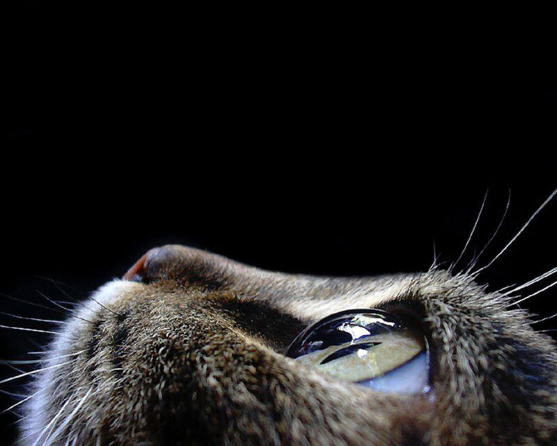 close-up of cat's eye