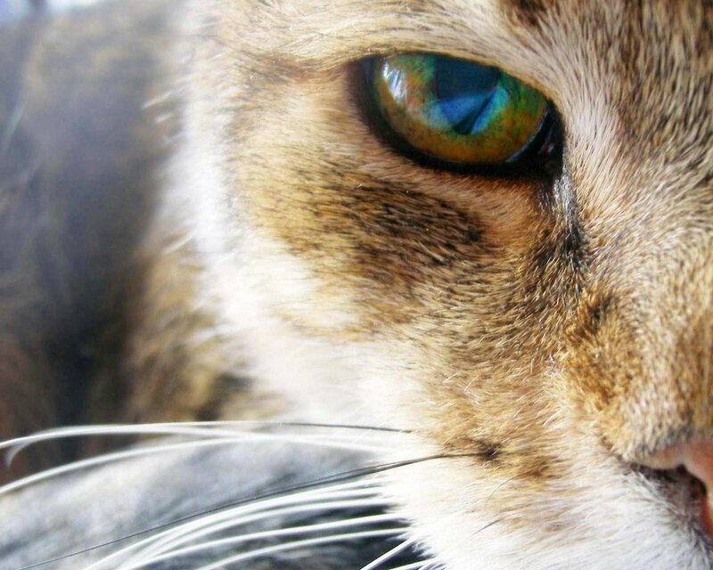 close-up of cat's eye
