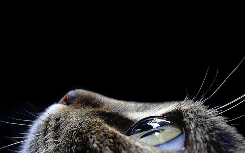 close-up of cat's eye