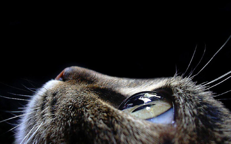close-up of cat's eye