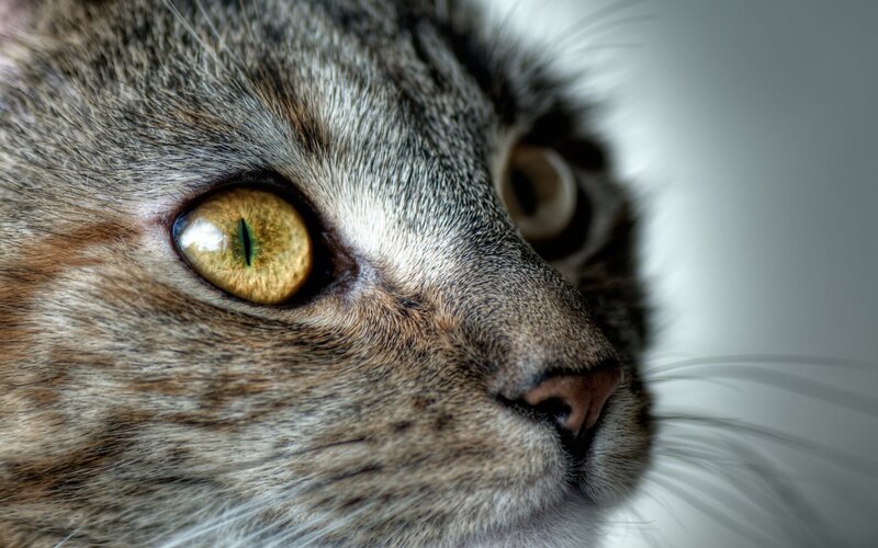 close-up of cat's eye