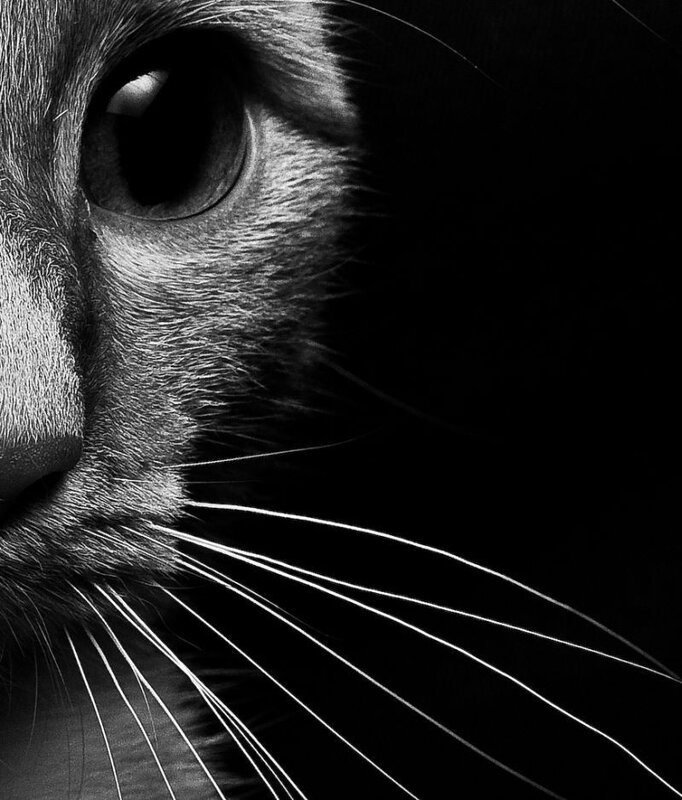 close-up of cat's eye
