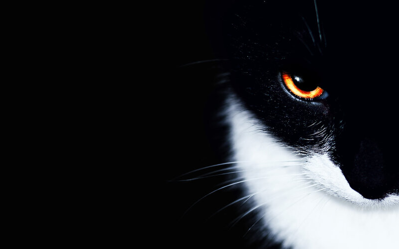 close-up of cat's eye