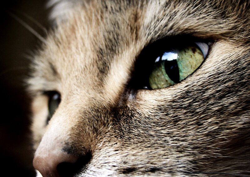 close-up of cat's eye