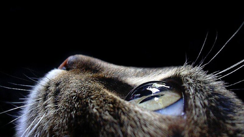 close-up of cat's eye