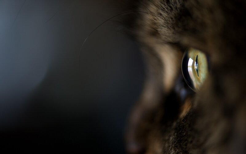 close-up of cat's eye
